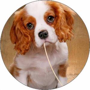 Jedlý papír štěně se špagetou 9,5 cm - Pictu Hap
