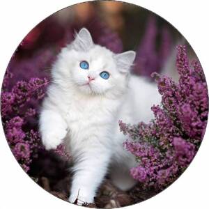 Jedlý papír kotě s modrýma očima 19,5 cm - Pictu Hap
