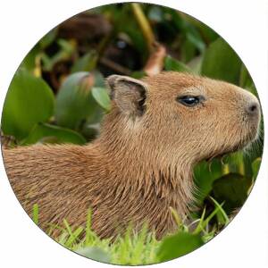 Jedlý papír kapybara v trávě 19,5 cm - Pictu Hap