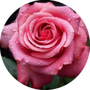 Jedlý papír růže růžová 19,5cm PICTURE