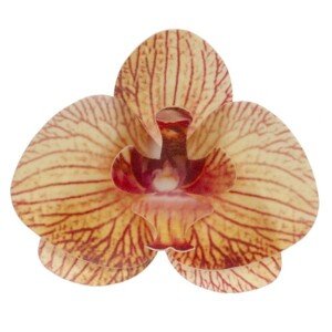 Dekora - Jedlý papír - žlutá orchidej - 10ks