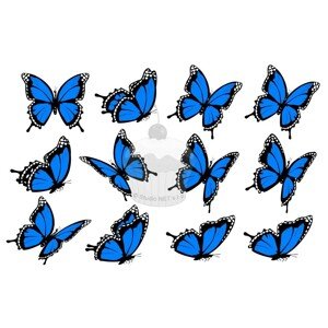 "Motýli modré 12ks" - A4