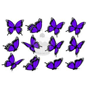 "Motýli purple 12ks" - A4